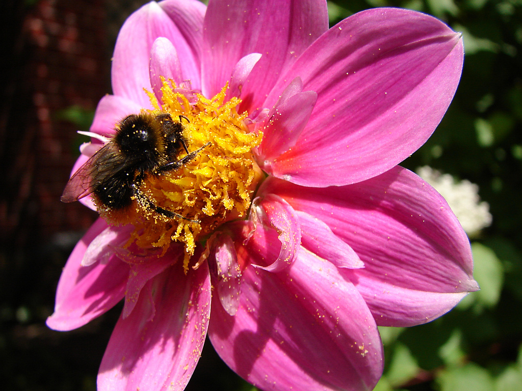 Le Cottage - abeille sur dahlia dans le jardin au printemps
