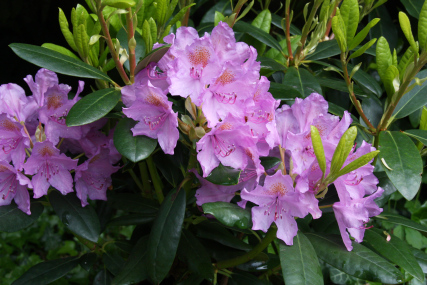 Le Cottage - fleurs de rhodos dans le jardin