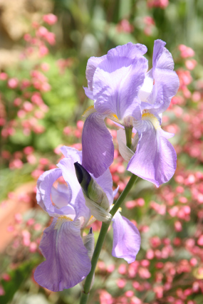 Le Cottage - iris dans le jardin au printemps