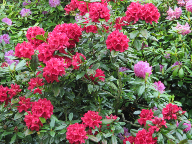 Le Cottage - rhodos dans le jardin