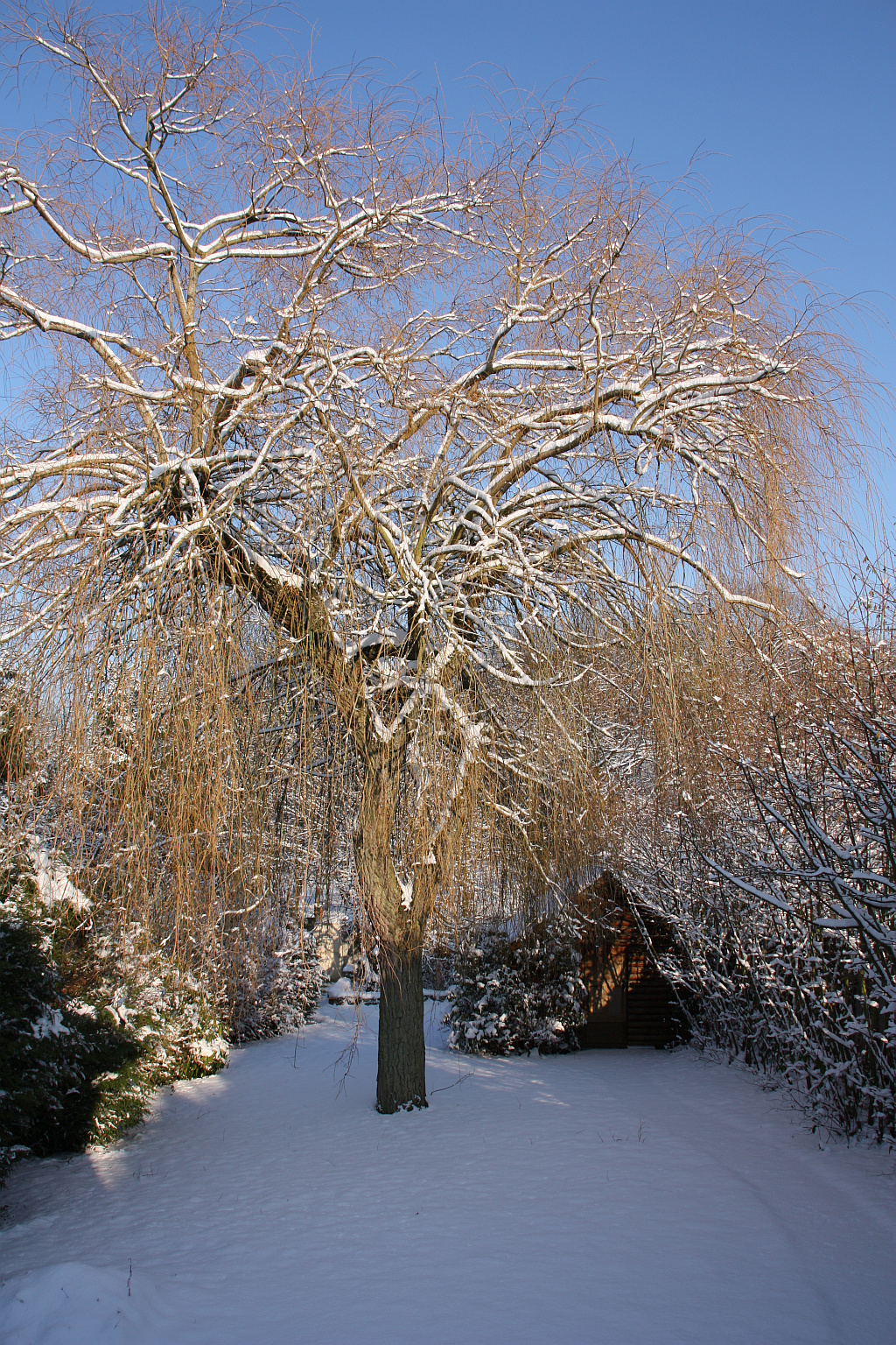 Le Cottage - le jardin sous la neige